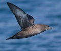 Sooty Shearwater